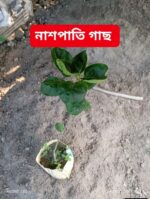 নাশপতি চারা - Image 2